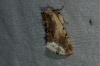Ptilodon cucullina