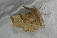 Selenia lunularia