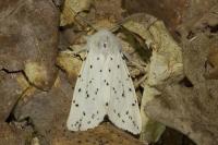 Spilosoma lubricipeda