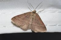 Scopula rubiginata