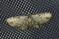 Pasiphila chloerata