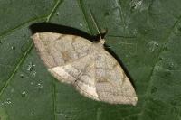 Pechipogo strigilata