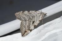 Aplocera plagiata