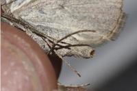 Aplocera plagiata