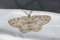Hypomecis punctinalis