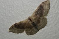 Idaea degeneraria