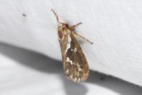 Korscheltellus lupulinus