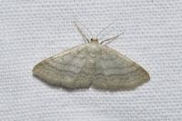 Idaea subsericeata