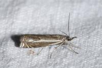Crambus lathoniellus