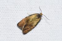 Ptycholoma lecheana