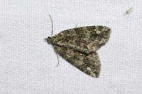 Chloroclysta siterata