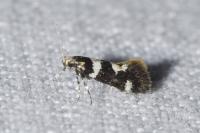 Denisia