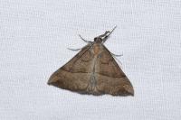 Hypena proboscidalis