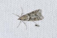 Eudonia angustea