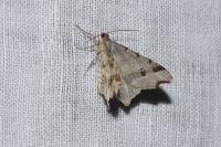 Macaria alternata