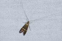 Nemophora degeerella