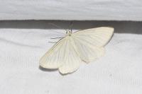 Siona lineata