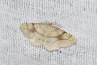 Adactylotis contaminaria