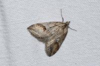 Chesias rufata
