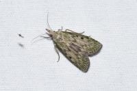 Aphomia sociella