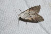 Aphomia sociella