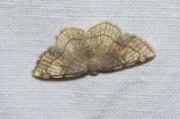 Stegania trimaculata