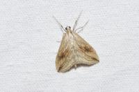 Evergestis forficalis