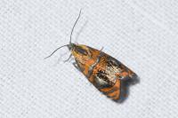 Olethreutes arcuella