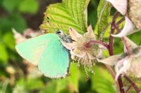 Callophrys rubi