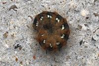Euplagia quadripunctaria