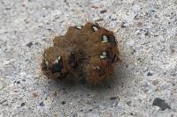 Euplagia quadripunctaria