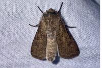 Agrotis segetum