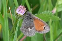 Coenonympha pamphilus