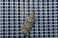 Eudonia angustea