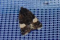 Tyta luctuosa