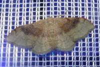 Idaea degeneraria