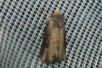 Axylia putris