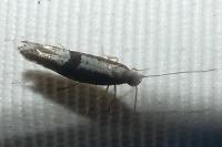 Argyresthia spinosella