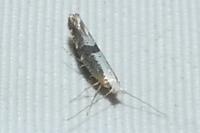 Argyresthia spinosella