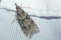 Eudonia angustea