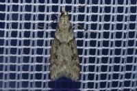 Eudonia angustea