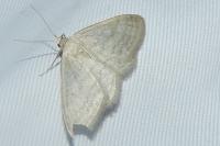 Idaea subsericeata