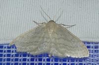 Idaea subsericeata