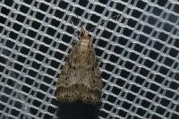 Eudonia pallida