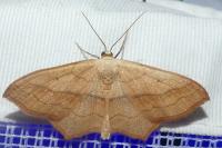 Scopula imitaria