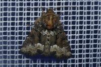 Oligia