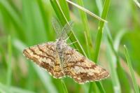Ematurga atomaria