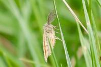 Ematurga atomaria
