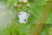 Pieris napi