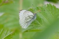 Pieris napi